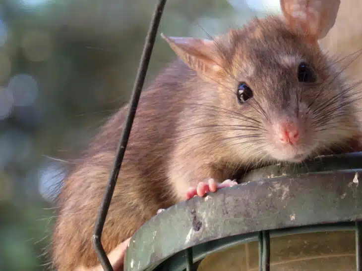 Les rats dans vos locaux professionnels : faites appel à une entreprise de dératisation !