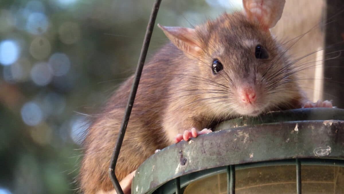 Les rats dans vos locaux professionnels : faites appel à une entreprise de dératisation !